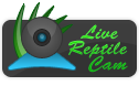 Reptile Video, Reptile Camera